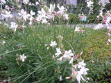 白い花