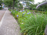 紫陽花